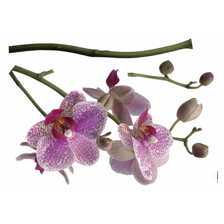 Vægtatovering - Orchid - Størrelse 100 X 70 Cm