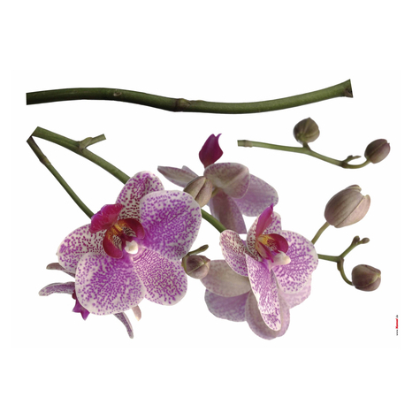 Vægtatovering - Orchid - Størrelse 100 X 70 Cm