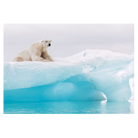 Papir Foto Tapet - Arctic Polar Bear - Størrelse 368 X 254 Cm