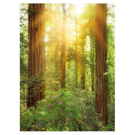 Ikke-Vævet Fototapet - Redwood - Størrelse 200 X 260 Cm