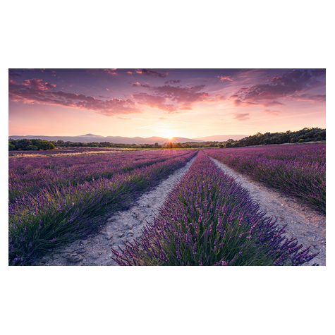 Non-Woven Wallpaper - Lavender Dream - Størrelse 450 X 280 Cm