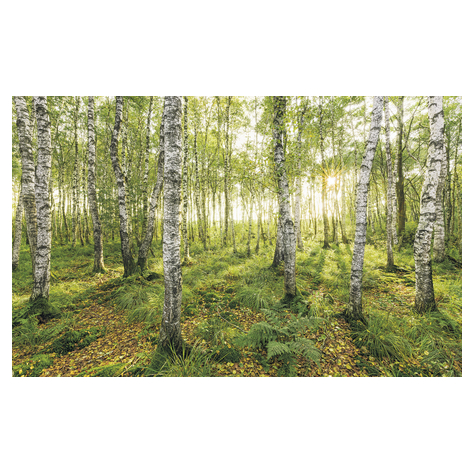 Ikke-Vævet Fototapet - Birketræer - Størrelse 400 X 250 Cm