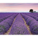 Non-Woven Wallpaper - Provence - Size 300 X 250 Cm