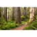 Non-Woven Wallpaper - Redwood Trail - Størrelse 450 X 280 Cm